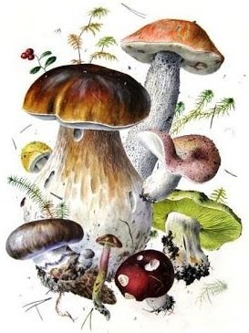 грибы - оригинал