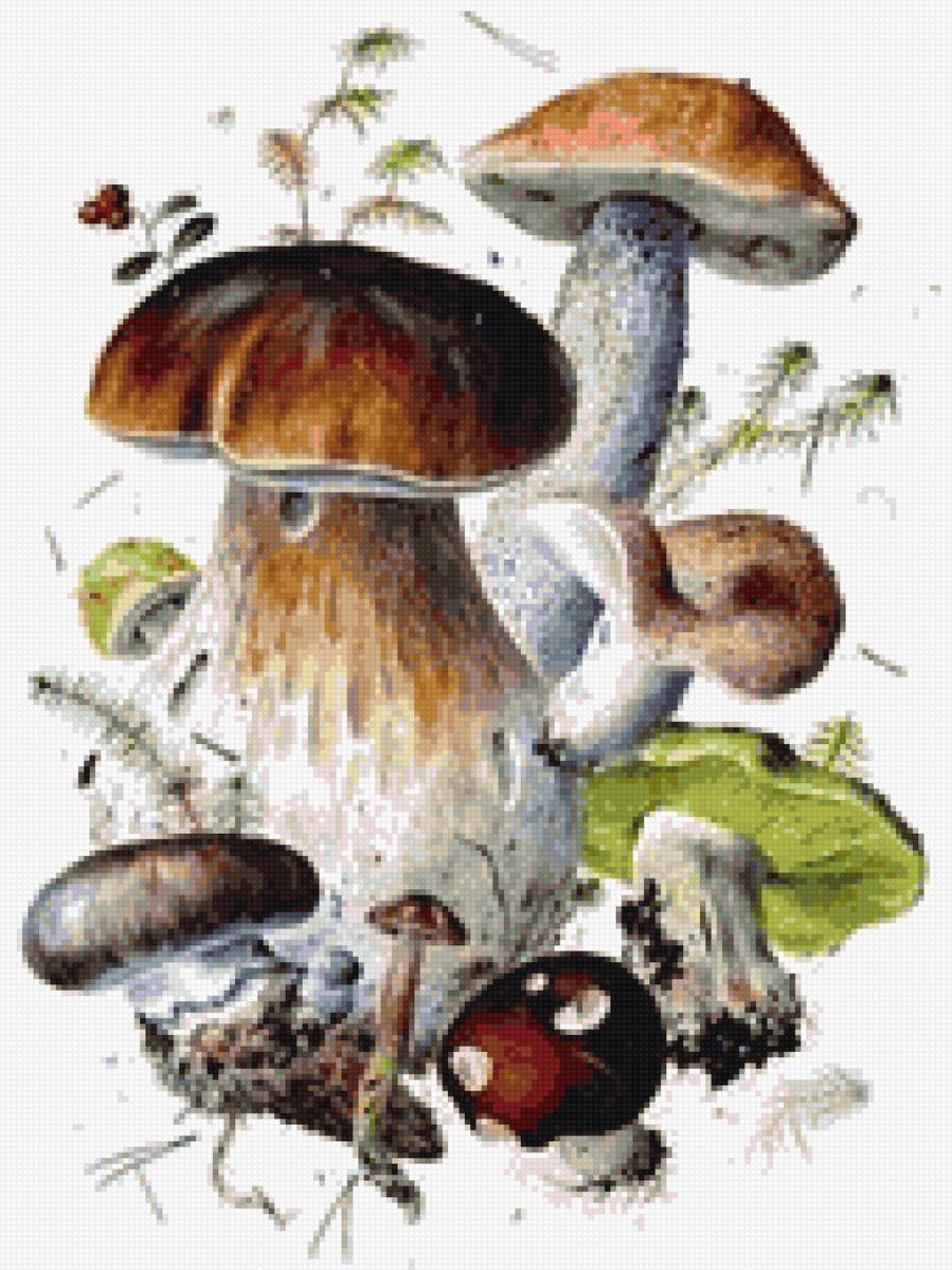 грибы - предпросмотр