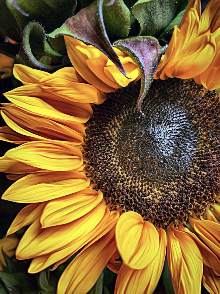 Цветок солнца - цветы, растения - оригинал