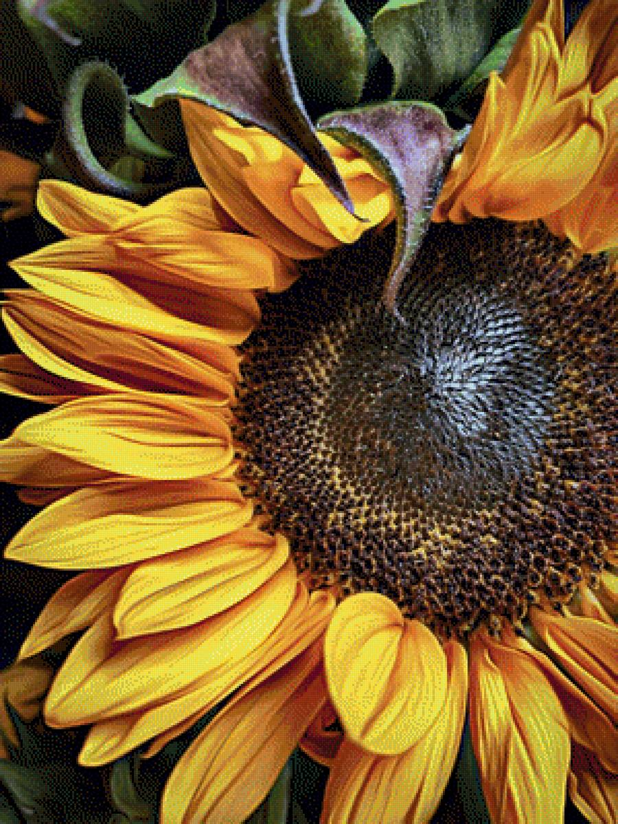 Цветок солнца - растения, цветы - предпросмотр