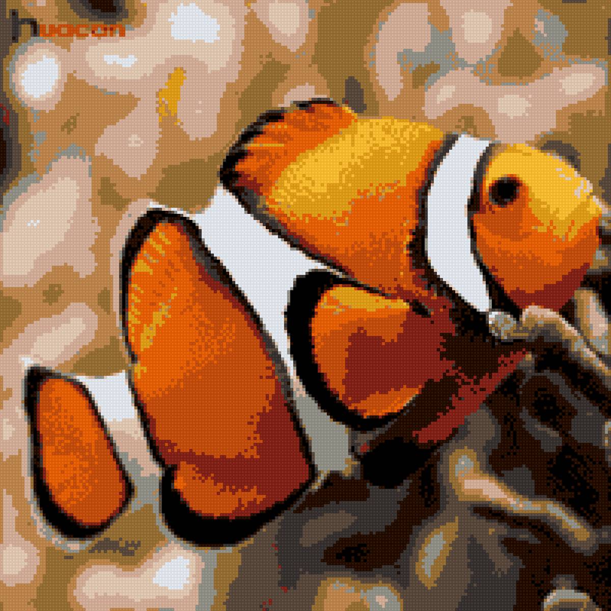 Рыба клоун - рыба, яркие, клоун - предпросмотр