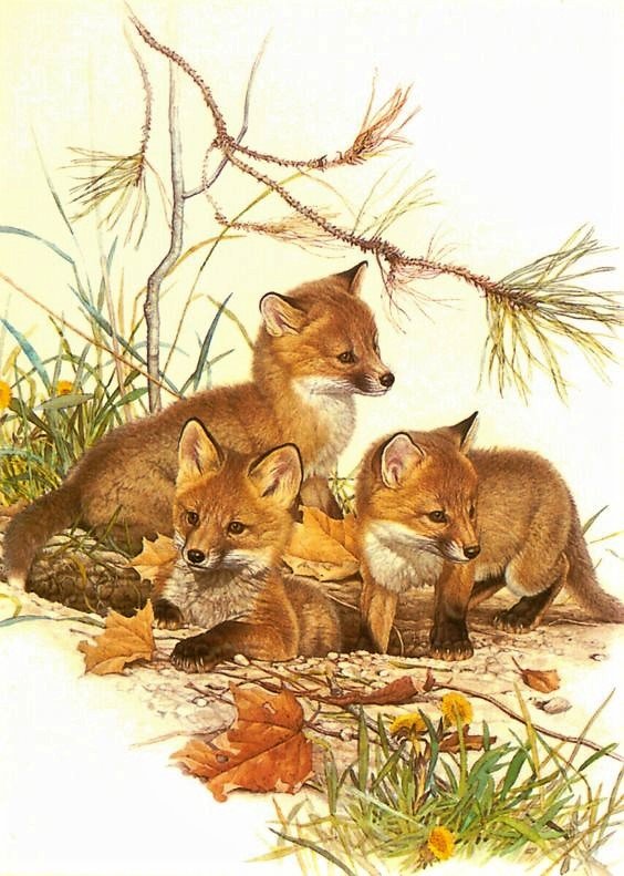 Лисята - животные - оригинал