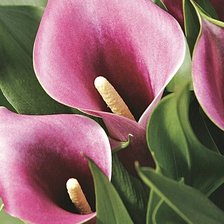 Схема вышивки «Розовые каллы»