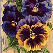 Схема вышивки «Незабудки на бересте»