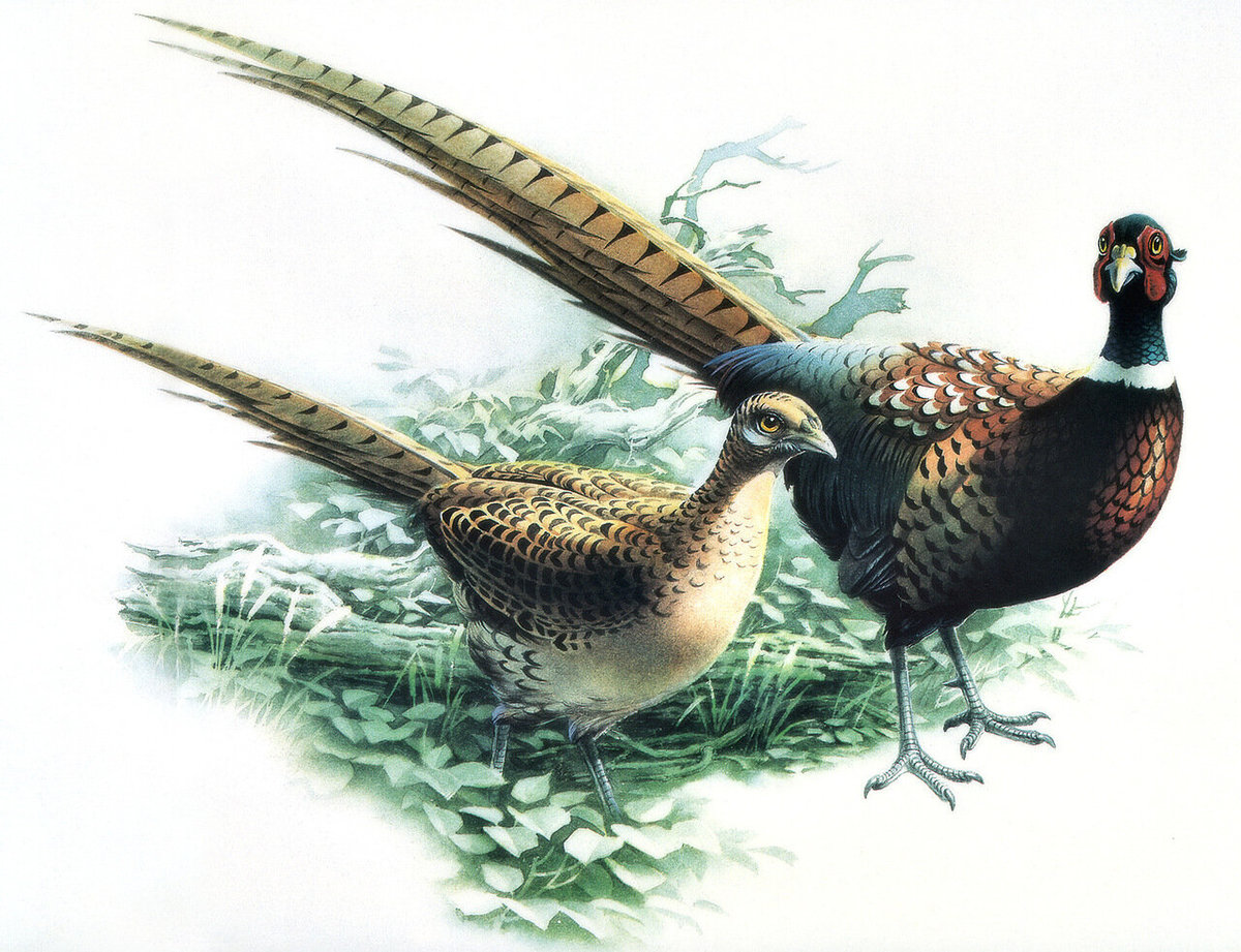 №2472033 - оригинал