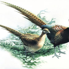 Схема вышивки «№2472033»