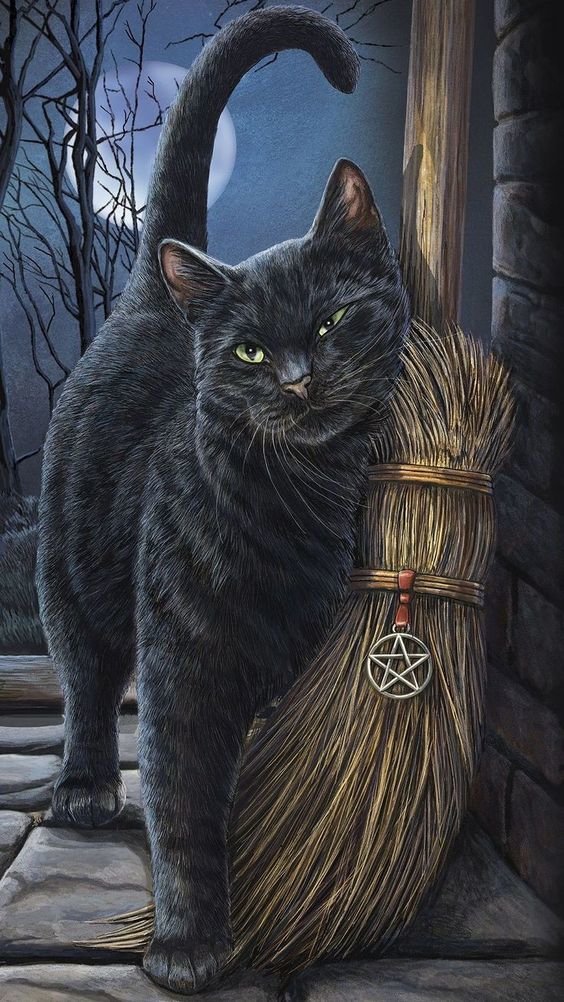 Черный кот - забавные котики - оригинал