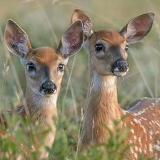 Оригинал схемы вышивки «№2472225»