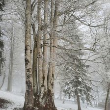 Схема вышивки «№2472228»