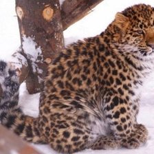 Схема вышивки «Leo»