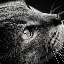 Схема вышивки «№2472440»