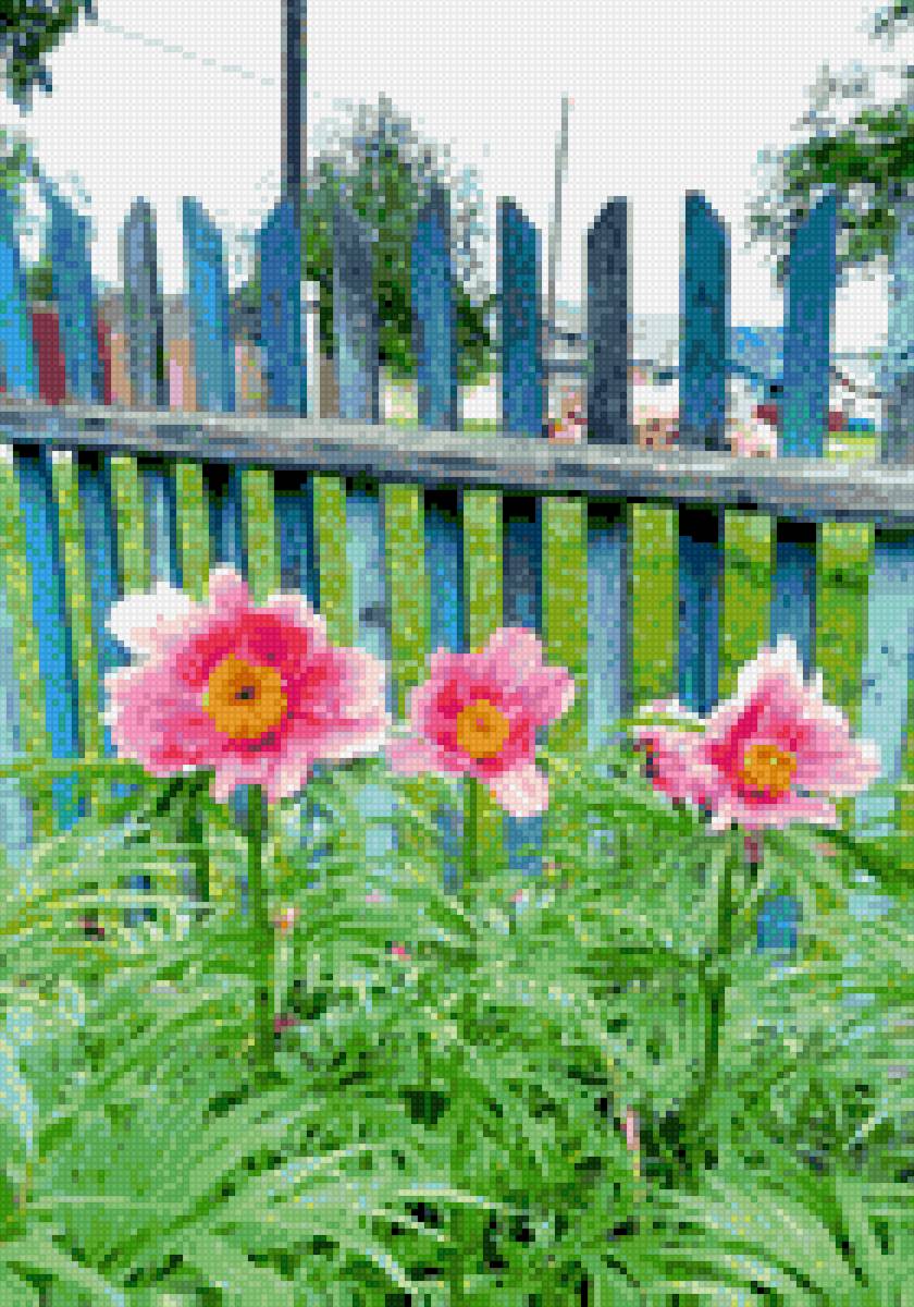 Цветы в палисаднике - дача, палисадник, деревня, цветы - предпросмотр