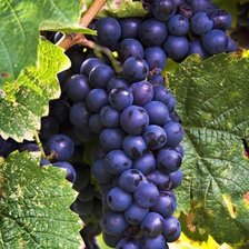 Схема вышивки «№2474022»