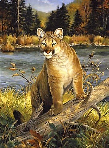 Пума - животные - оригинал