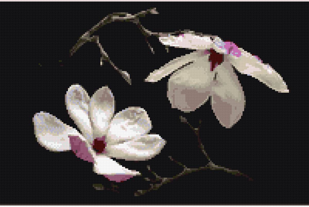 Магнолия - предпросмотр