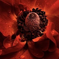 Схема вышивки «Красный мак»