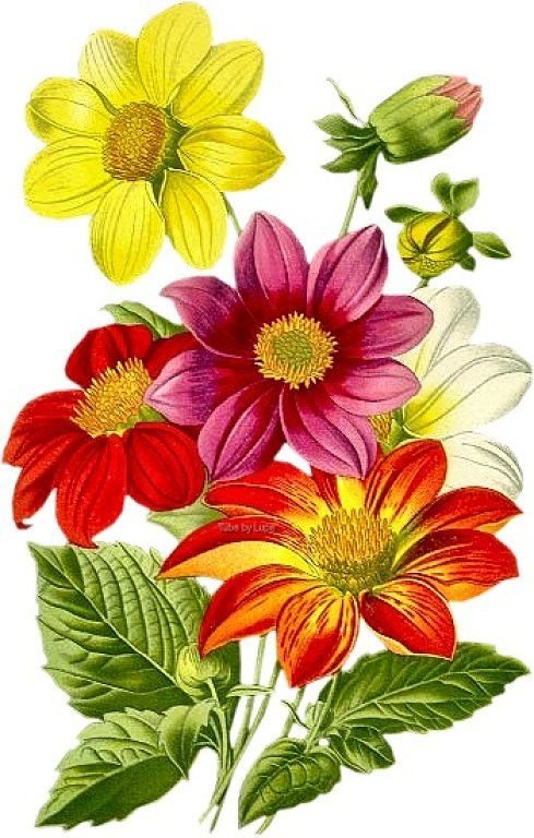 "Веселые ребята" - цветы, георгины - оригинал