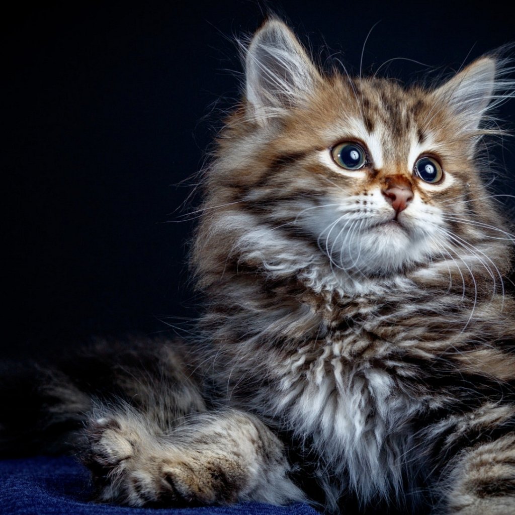 Котенок - кошка, котенок - оригинал