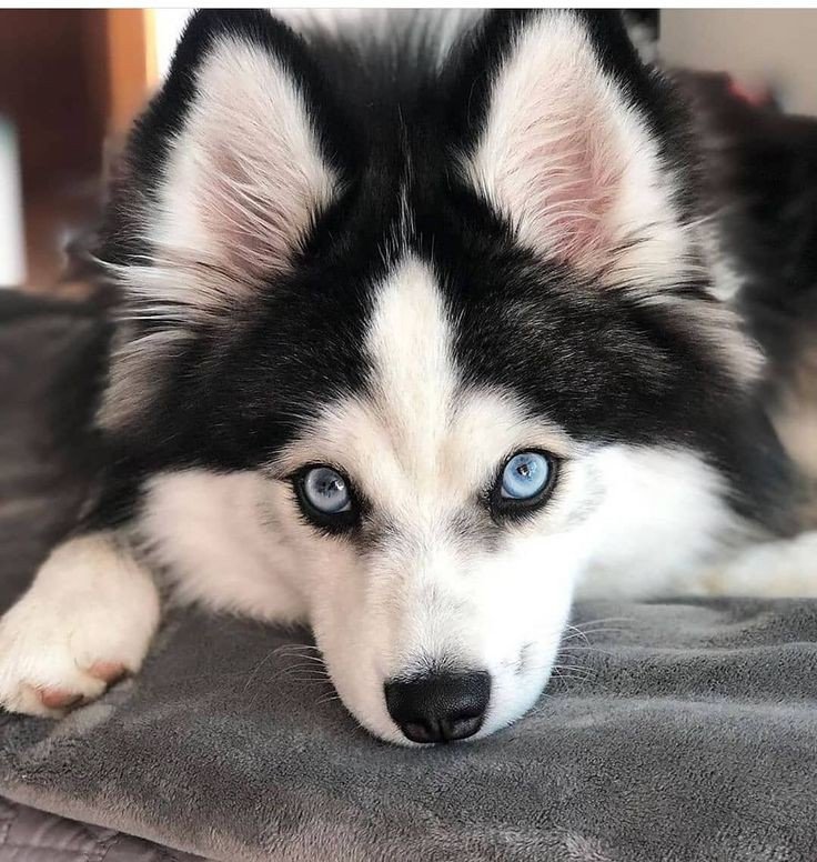 Хаски - животные - оригинал