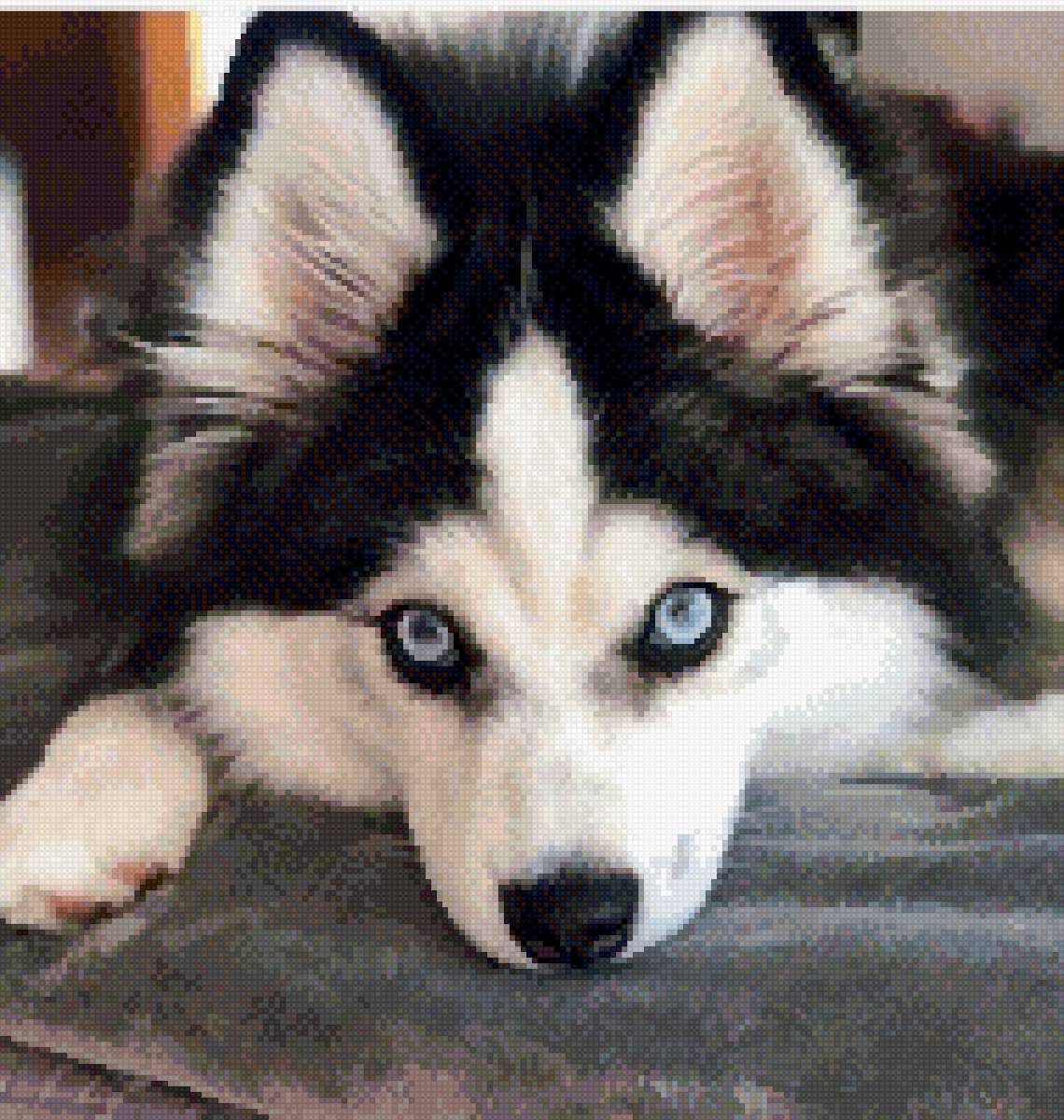 Хаски - животные - предпросмотр