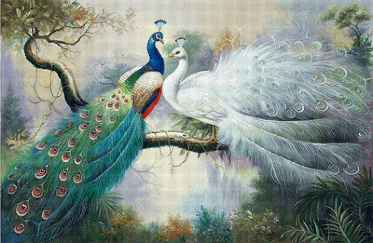 Павлины - павлины птицы - предпросмотр