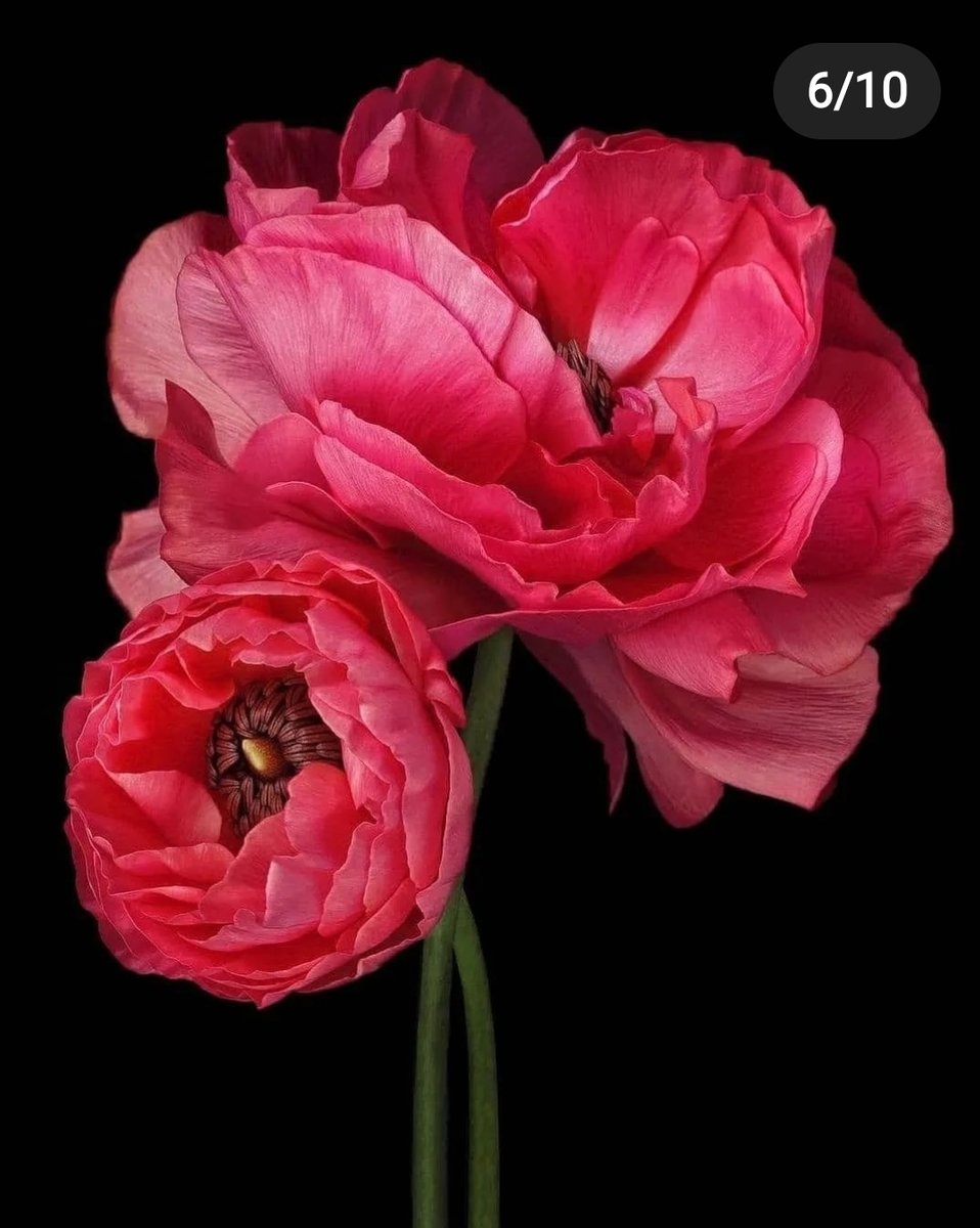 Маки - маки. цветы. - оригинал