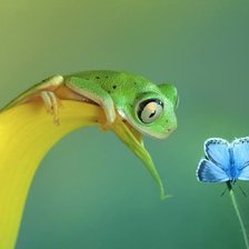 Схема вышивки «Лягушка и бабочка»