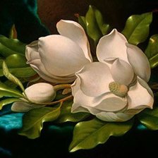 магнолия