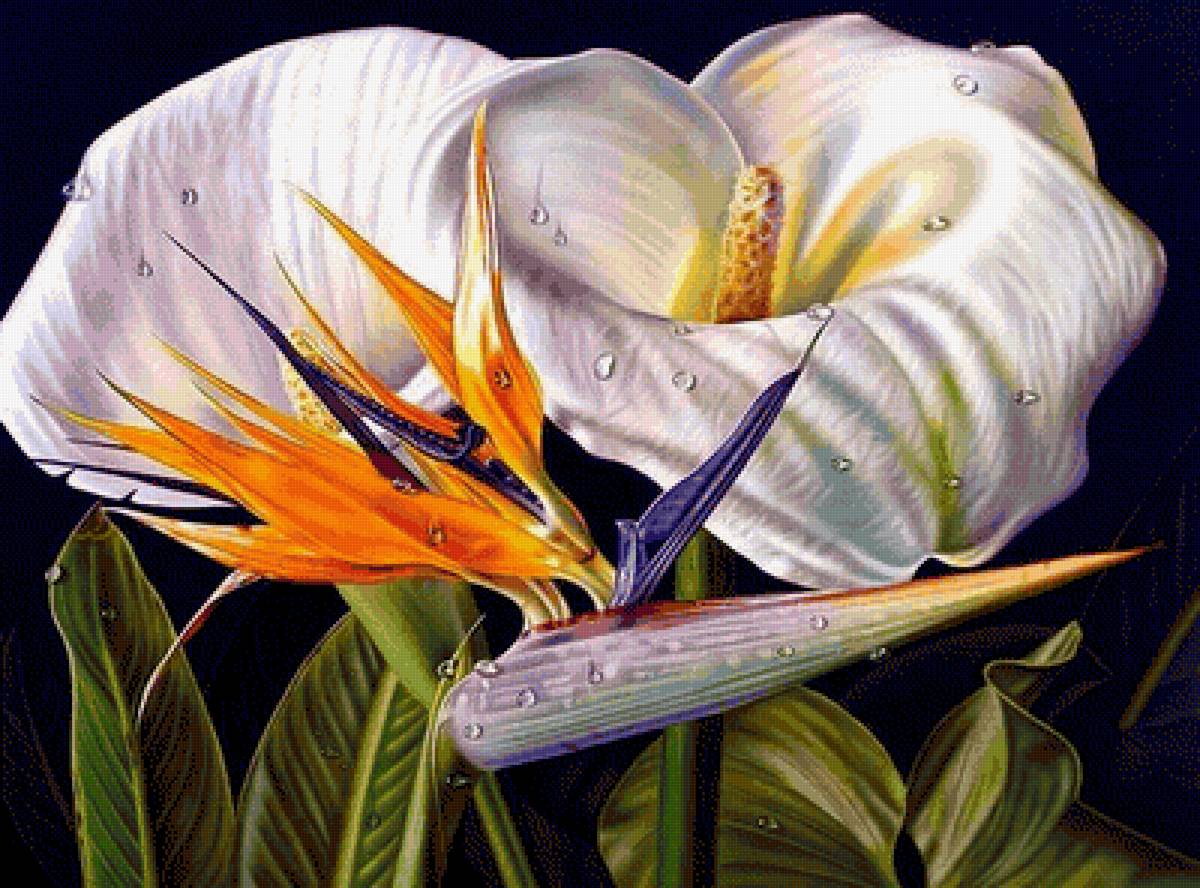 стрилицыя - предпросмотр