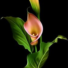 Схема вышивки «кала»