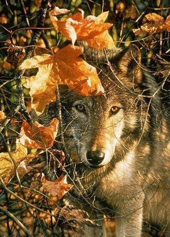 волк - оригинал