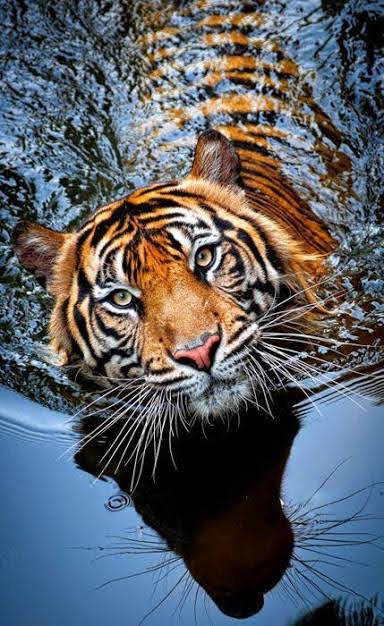 Тигр в воде - природа, животные - оригинал