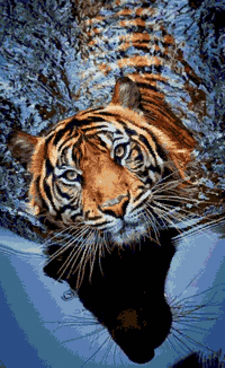 Тигр в воде - животные, природа - предпросмотр