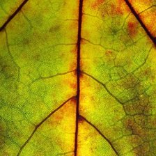 Схема вышивки «Лист»