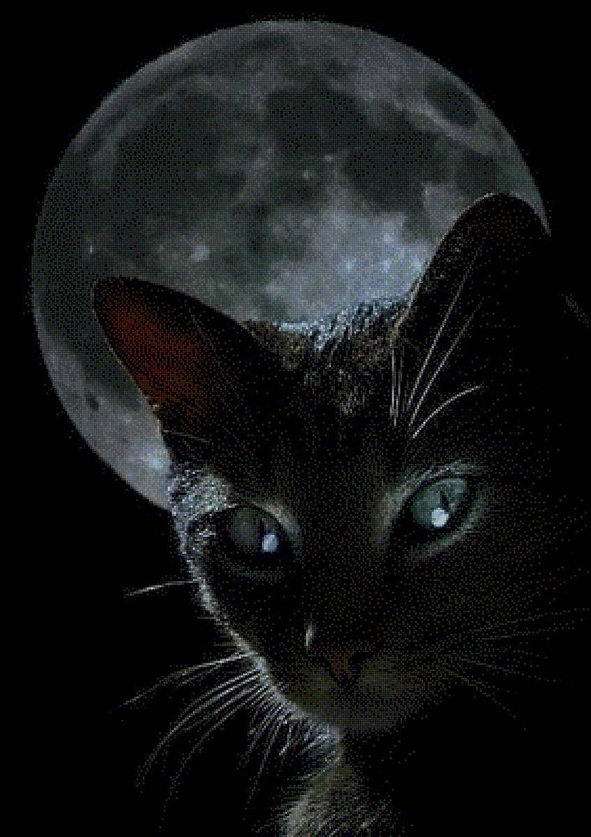 Кошь - предпросмотр