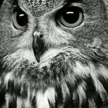 Схема вышивки «Филин»