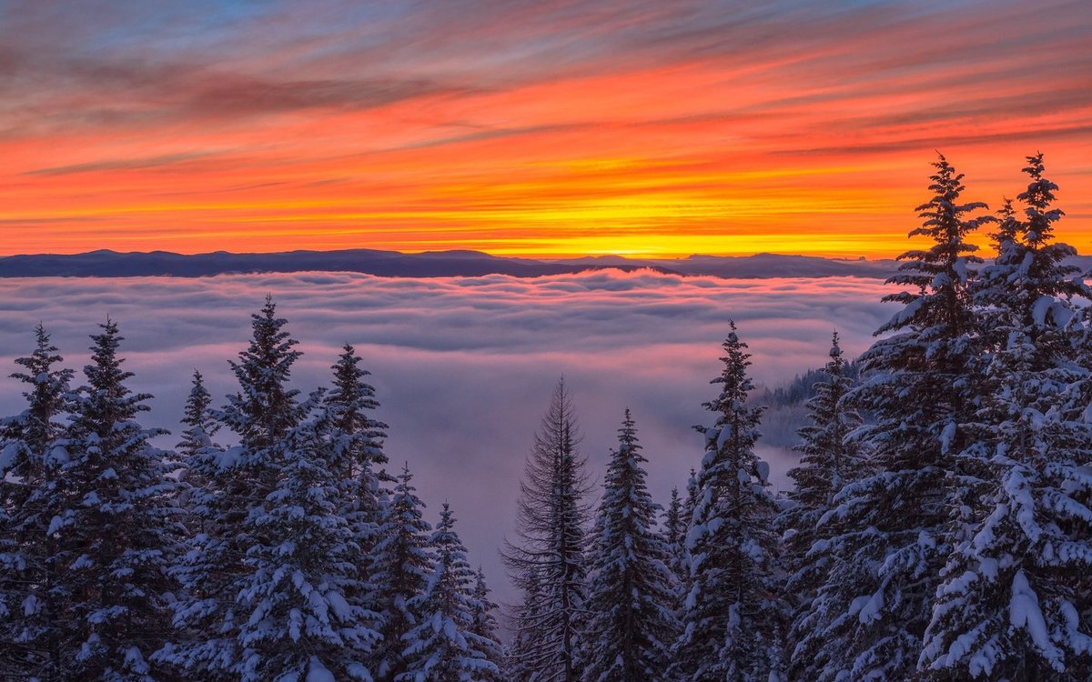 №2477538 - оригинал