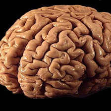 Схема вышивки «мозг»