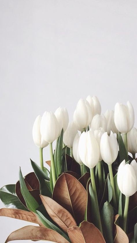 Белые тюльпаны - растения, природа, тюльпан - оригинал
