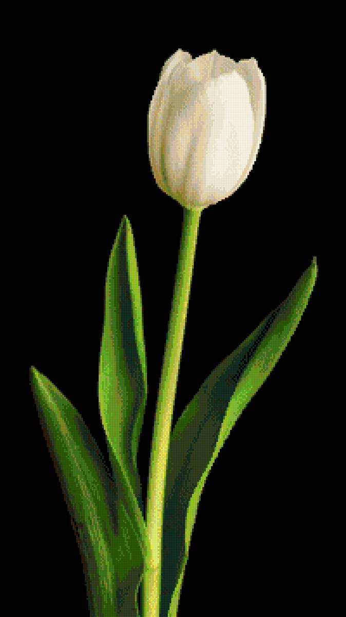 Белый тюльпан - растения, природа, тюльпан - предпросмотр