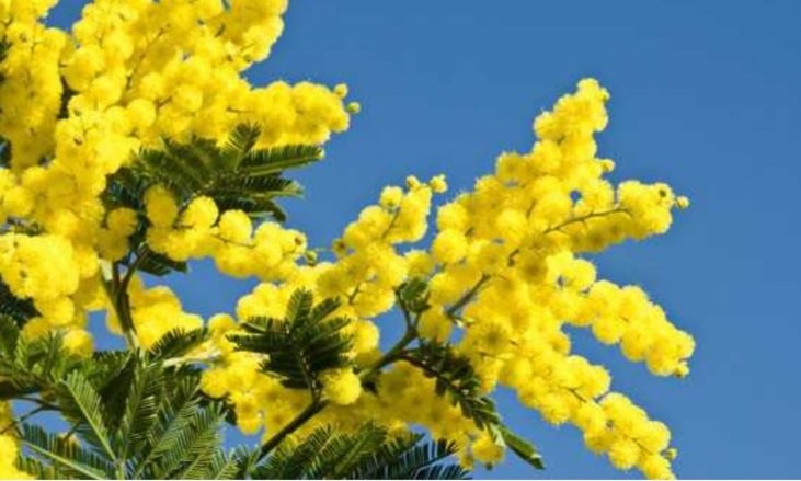 Mimosa - buneba - оригинал