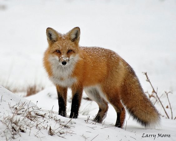 №2478545 - оригинал