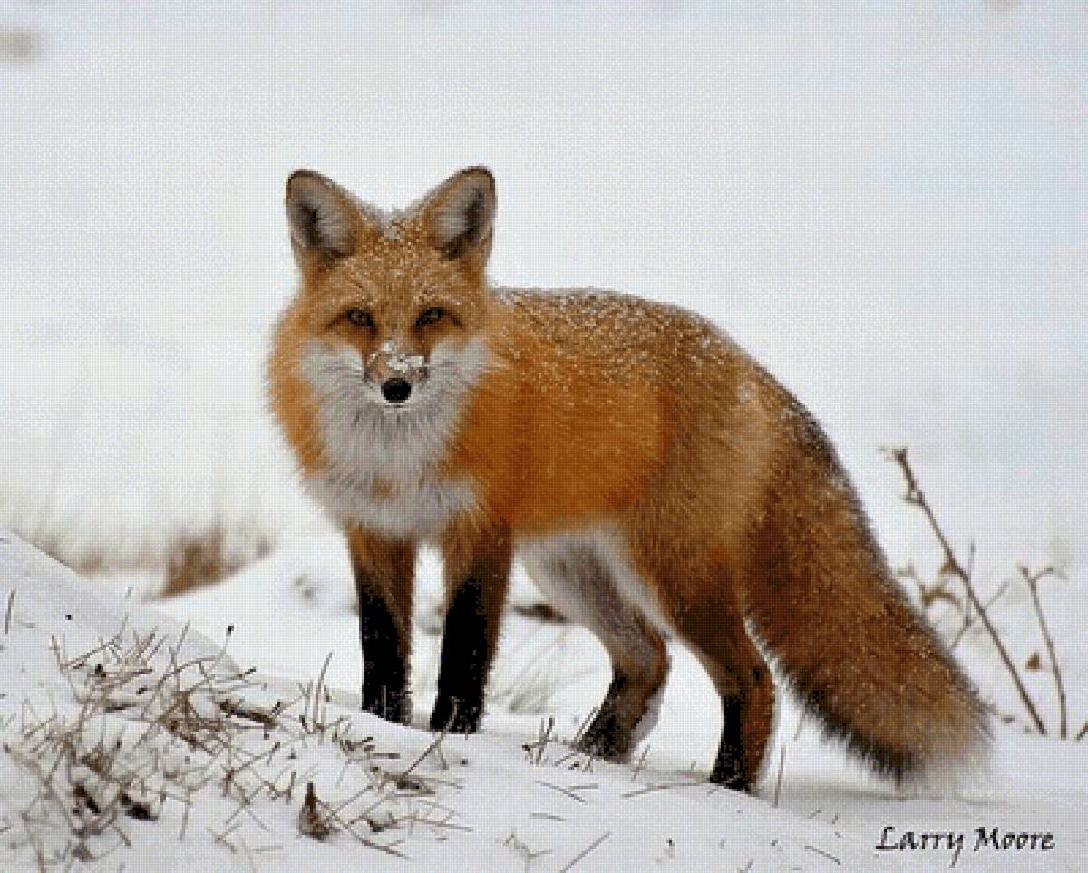 №2478545 - предпросмотр