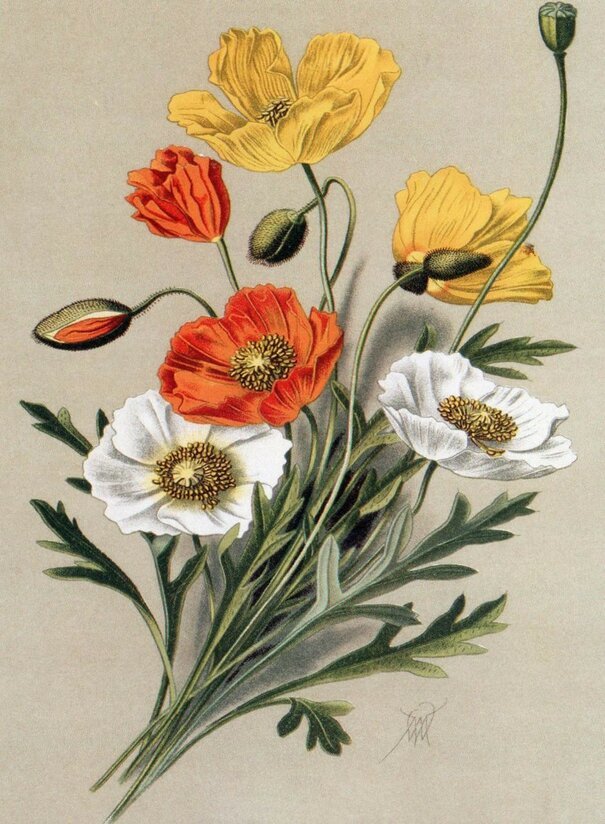 Худ. В.Н.Мюллер - живопись, цветы - оригинал