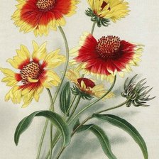 Худ.В.Н.Мюллер