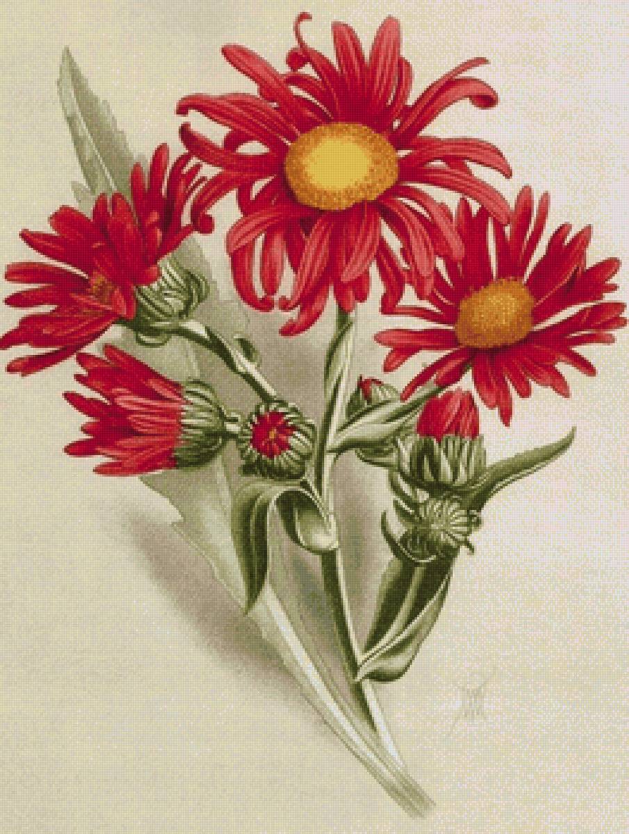 Худ.В.Н.Мюллер - цветы, живопись - предпросмотр