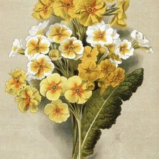 Худ.В.Н.Мюллер