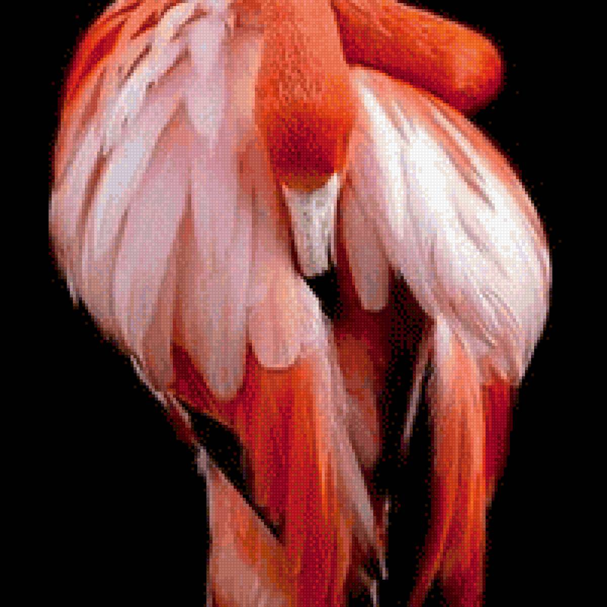 Фламинго - фламинго. птицы - предпросмотр