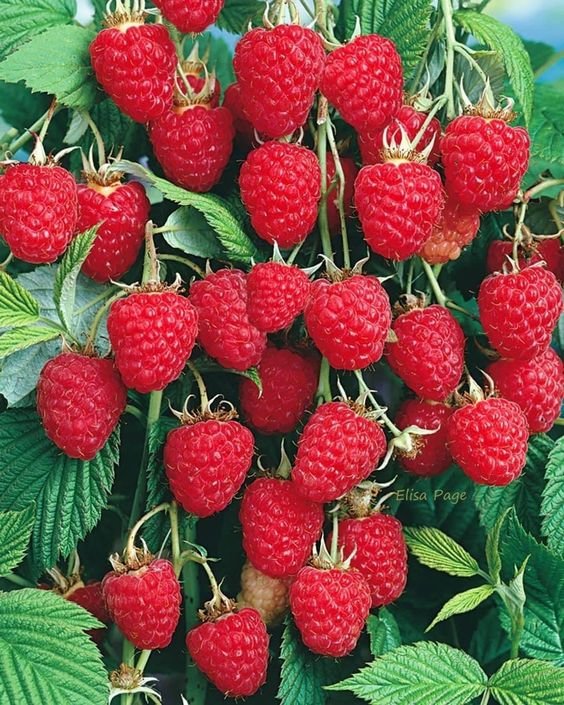 №2479126 - оригинал