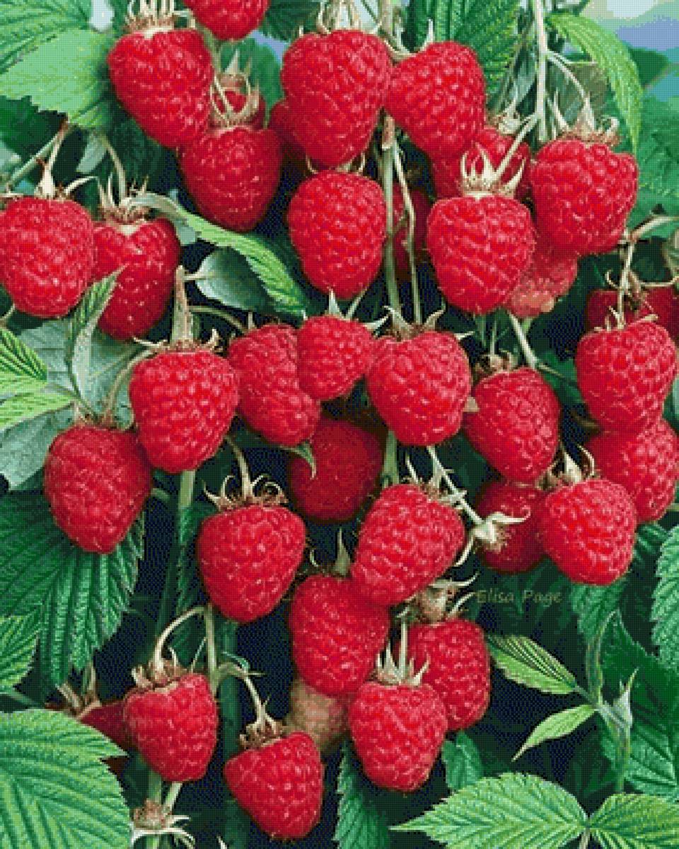 №2479126 - предпросмотр